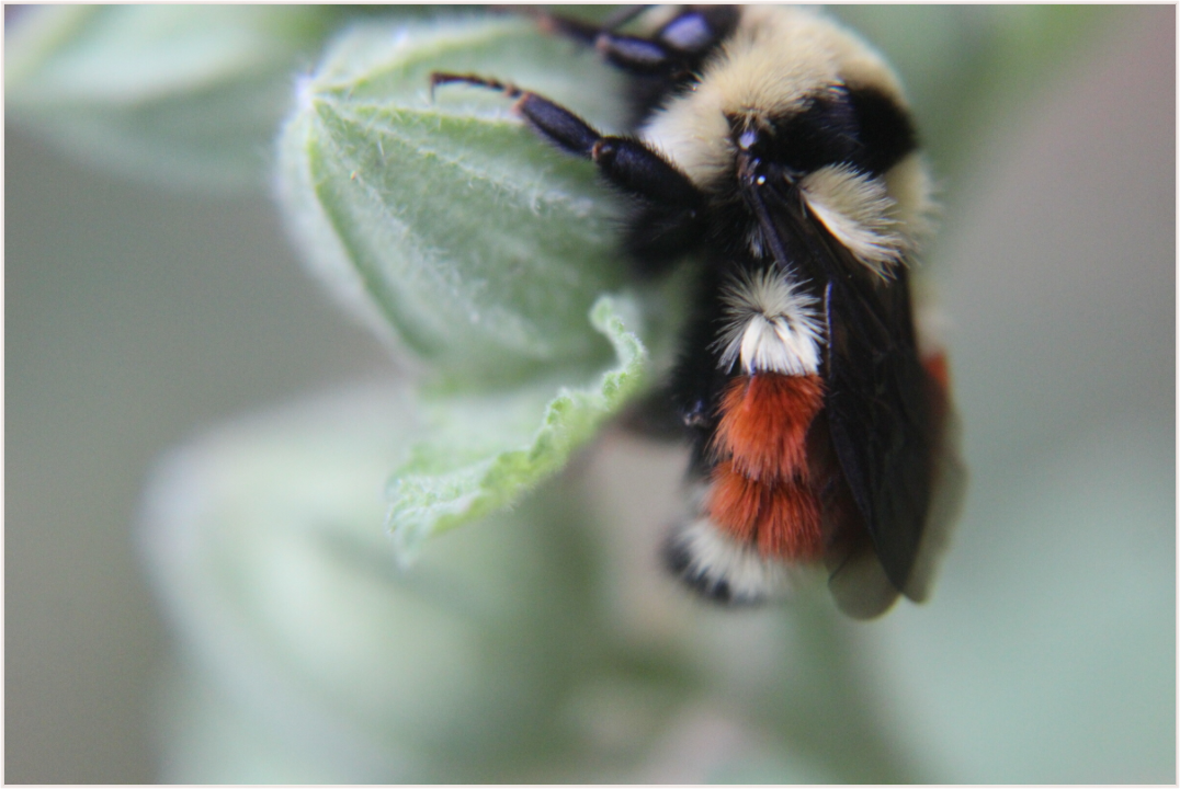 Main image The Busy One: Bumblebee Macro Fine Art Print