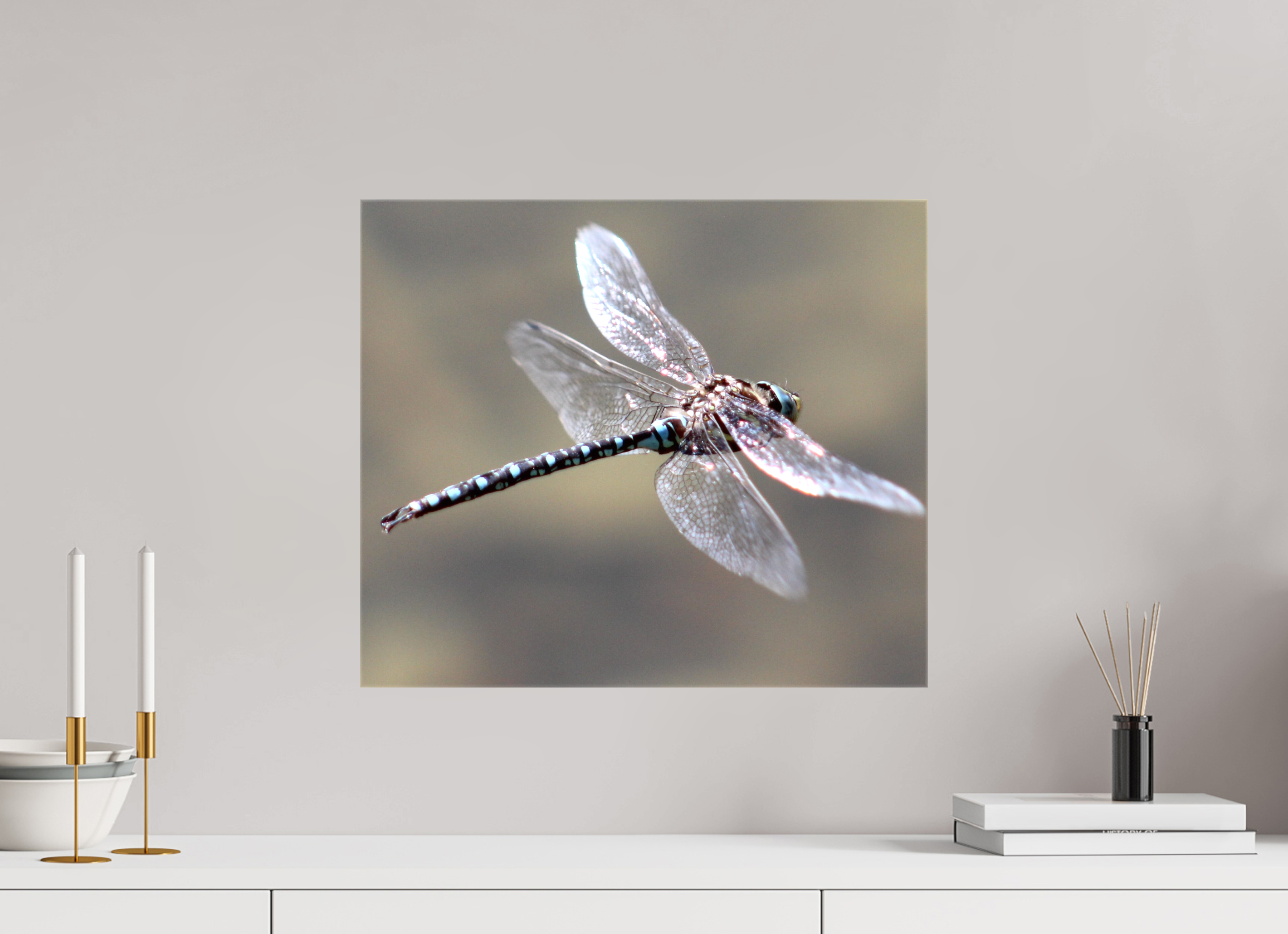 18.6 x 16″, Gloss Canvas Suspended: Blue Dragonfly in Flight
