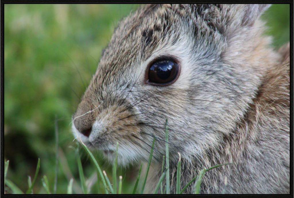Main image Eye to Eye: Cottontail Rabbit Portrait