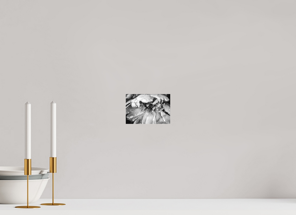 6 x 4″, B & W Acrylic After the Rain: Black and White Flower Fine Art Print