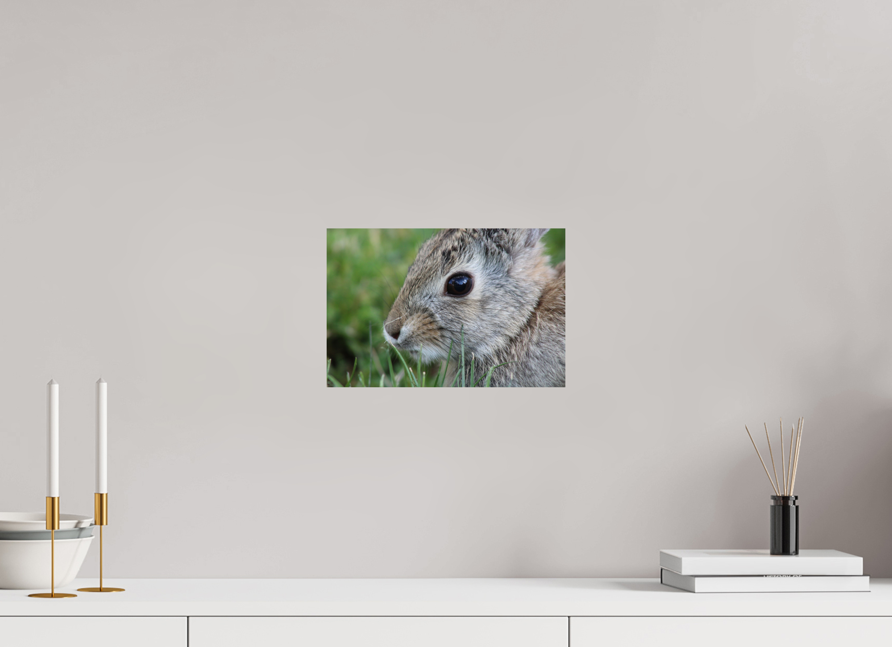 12 x 8″, Photo Print On Fuji Crystal DP II Eye to Eye: Cottontail Rabbit Portrait