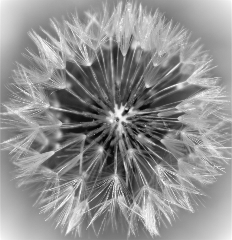 Main image Geometry of a Wish: Dandelion Clock Black and White