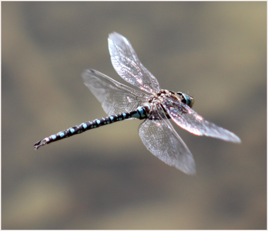 Main image Suspended: Blue Dragonfly in Flight